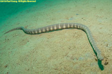 sea snake